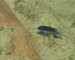 Stegastes fuscus
