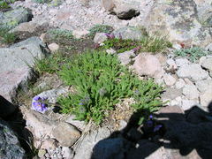 Polemonium elegans