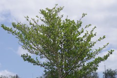 Afrocanthium mundianum