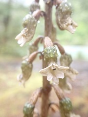 Gastrodia cunninghamii