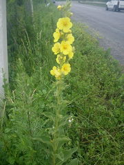 Verbascum phlomoides