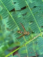 Polybia fastidiosuscula