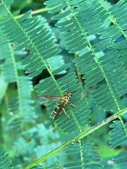 Polybia fastidiosuscula