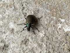 Calosoma alternans