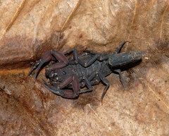 Tityus metuendus