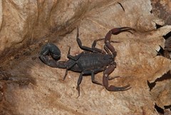 Tityus metuendus