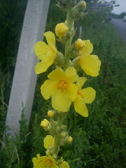 Verbascum phlomoides