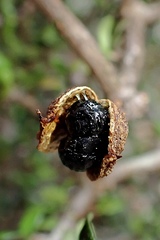 Pittosporum divaricatum