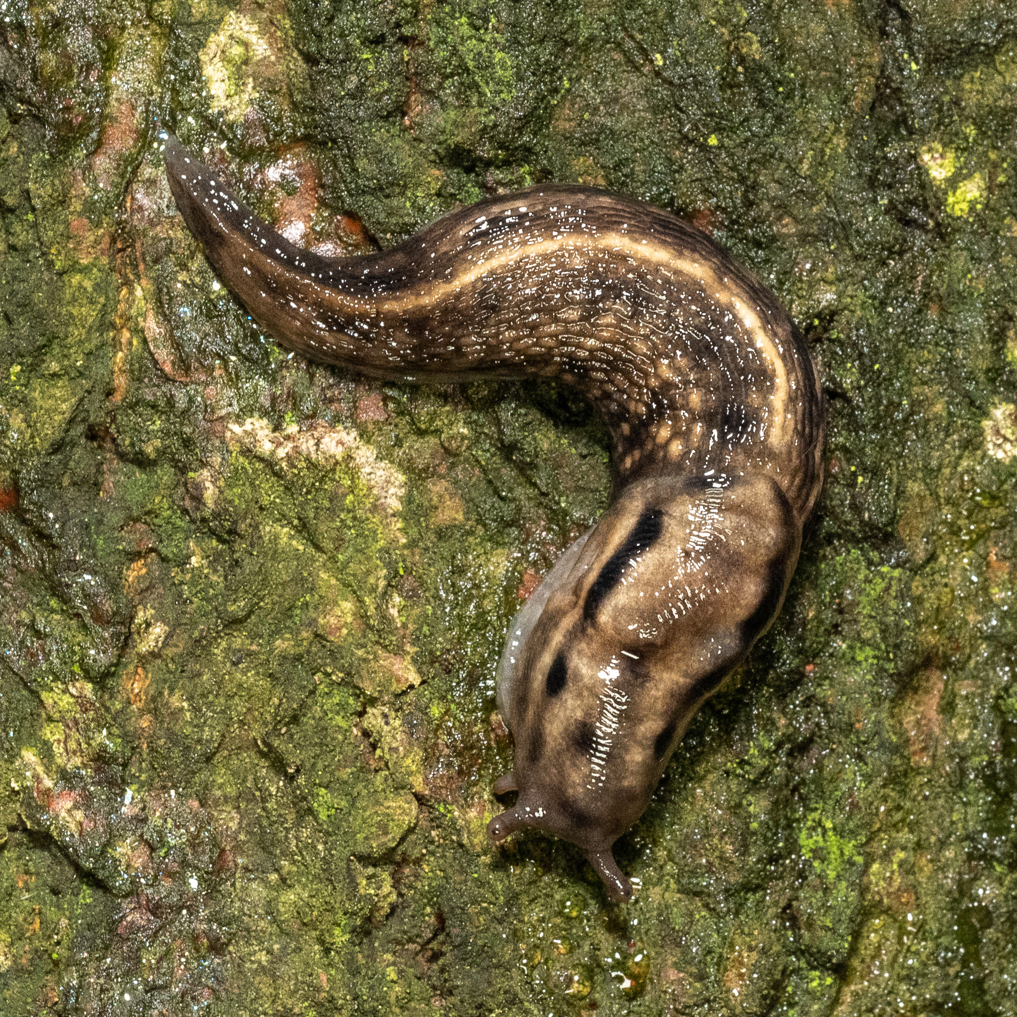 Tree slug (Lehmannia marginata)  iNaturalist