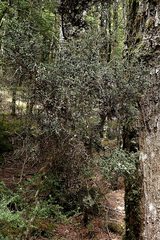 Pittosporum divaricatum