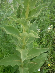 Verbascum phlomoides