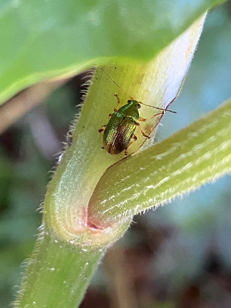 Colaspis aenea