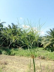 Cyperus giganteus