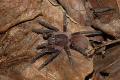 Acanthoscurria