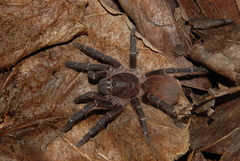 Acanthoscurria