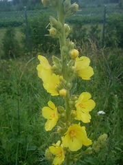 Verbascum phlomoides