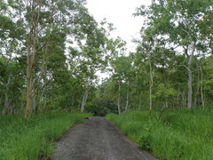 Eucalyptus alba