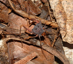 Amazochroma pedroi