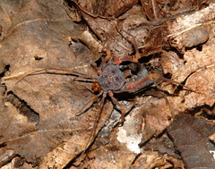 Amazochroma pedroi