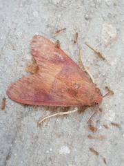 Trichromia flavoroseus