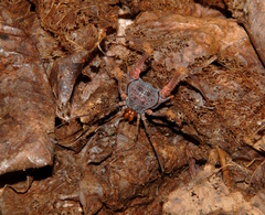 Amazochroma pedroi