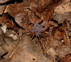 Amazochroma pedroi