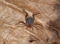 Amazochroma pedroi