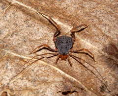 Amazochroma pedroi