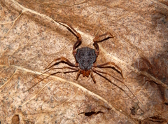 Amazochroma pedroi