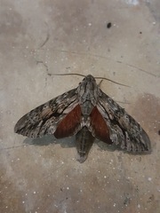 Erinnyis yucatana