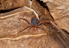 Amazochroma pedroi