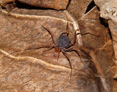 Amazochroma pedroi