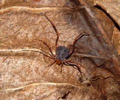 Amazochroma pedroi