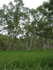 Eucalyptus alba