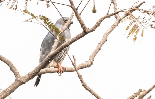 Northern Lizard Buzzard