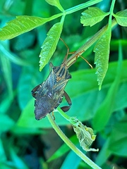 Melucha phyllocnemis