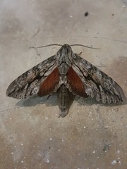 Erinnyis yucatana