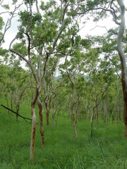 Eucalyptus alba