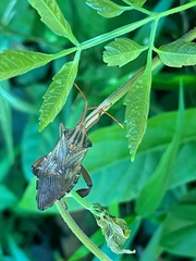 Melucha phyllocnemis