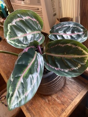 Goeppertia roseopicta