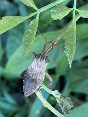 Melucha phyllocnemis