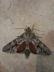 Erinnyis yucatana