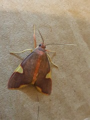 Trichromia flavoroseus