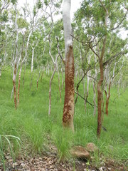 Eucalyptus alba