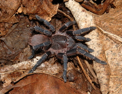 Acanthoscurria
