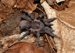 Acanthoscurria