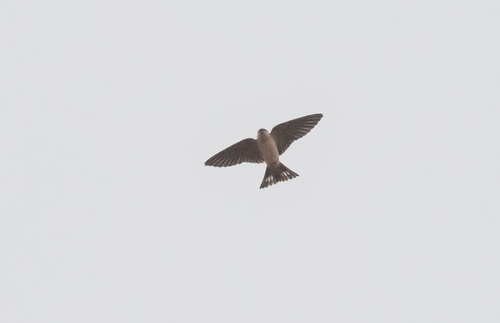 Preuss's Swallow