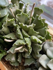 Adromischus cristatus