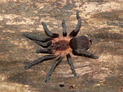 Dolichothele camargorum