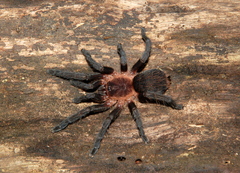 Dolichothele camargorum